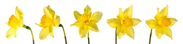 Set Five Yellow Daffodil Petals Different Angles Isolated White Background — Stock Photo, Image