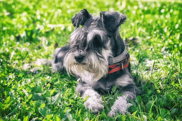 Black Silver Miniature Schnauzer Dog Laying Green Grass Sunny Day — Stock Photo, Image