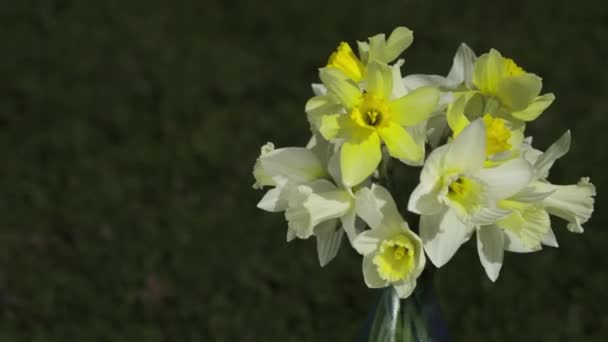 Mall För Gratulationskort Roterande Narcissus Bukett Och Kopiera Utrymme För — Stockvideo