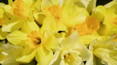 Sarı nergis döndürme sürü olacaksın kapatın