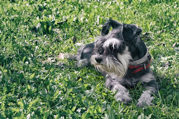 Μαύρο Και Άσπρο Μινιατούρα Schnauzer Σκύλο Τοποθέτηση Στο Γρασίδι — Φωτογραφία Αρχείου