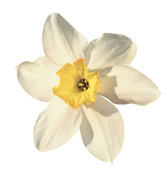 Jeden Narcis Květina Izolovaných Bílém Pozadí — Stock fotografie