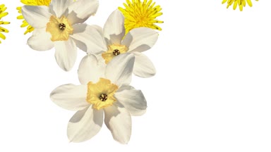 Karışık Çiçekli beyaz zemin üzerine düşme. Boş beyaz başında ve sonunda. Narcissus, karahindiba, çuha çiçeği ve papatya. Beyaz ve sarı çiçek.