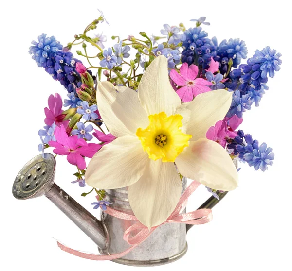 narcissus and spring flowers in a small toy watering can isolated on white background