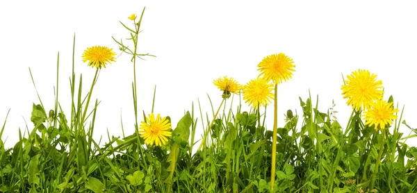 Hierba Del Prado Con Flores Diente León Amarillo Aisladas Sobre — Foto de Stock