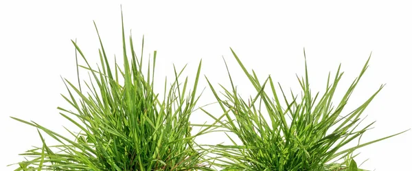Две Пучки Зеленой Травы Изолированы Белом Фоне — стоковое фото