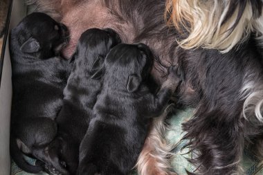 Üç Schnauzer yavrusu sütü yakından emiyor..