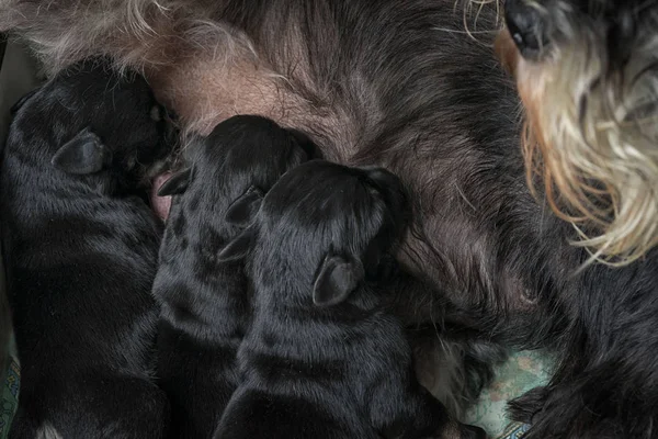 Three Schnauzer Puppies Suck Milk Close — Stock Photo, Image