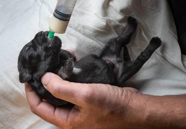 Veterinarian Holds Weak Puppy His Arms Feeds Bitch Milk Pipette — Stock Photo, Image