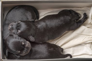 Üç minyatür schnauzer köpek yavrusu bir ayakkabı kutusunda yatar ve uyur..