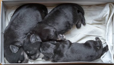 Üç minyatür schnauzer köpek yavrusu bir ayakkabı kutusunda yatar ve uyur..