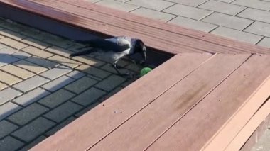 Kapüşonlu karga tenis topuyla oynuyor..