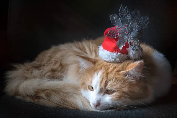 Rode Kat Ligt Comfortabel Gekruld Een Rode Nieuwjaarshoed Het Donker — Stockfoto
