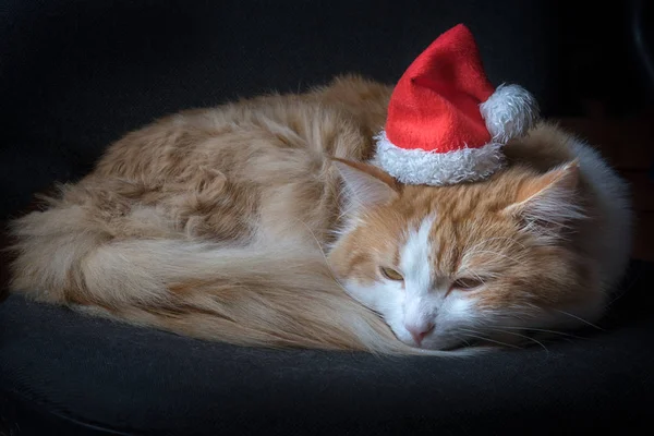 Ginger Kat Ligt Comfortabel Gekruld Een Rode Nieuwjaarshoed Het Donker — Stockfoto