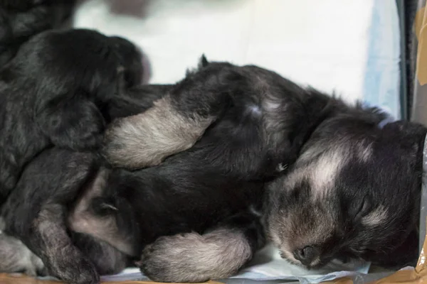 Miniature Schnauzer Puppy Lies Sleeps Shoe Box — Stock Photo, Image