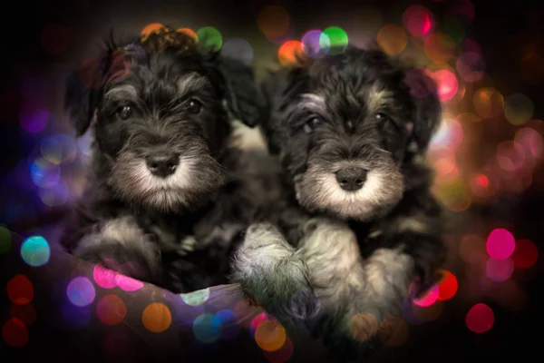 Two Schnauzer Puppies Festive Bokeh Background — Stock Photo, Image