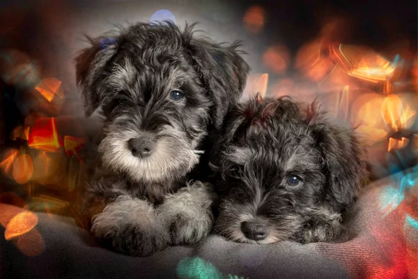 Two Schnauzer Puppies Festive Bokeh Background — Stock Photo, Image