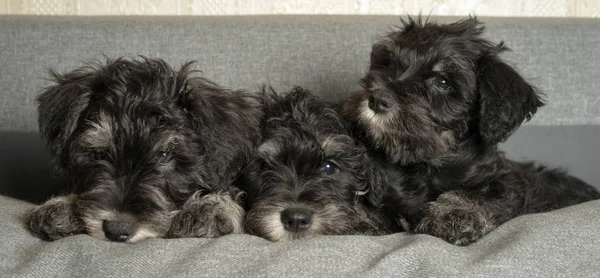 Three Schnauzer Puppies Laying Sofa Close Portrait — Stock Photo, Image