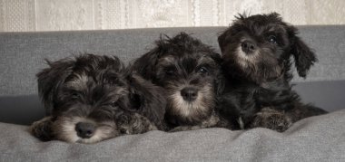 Üç Schnauzer yavrusu kanepede uzanıyor, portreyi yakın çekiyoruz..