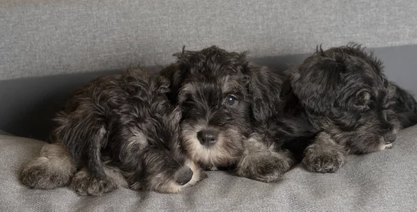 Three Schnauzer Puppies Laying Sofa Close Portrait — Stock Photo, Image