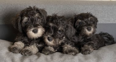 Üç Schnauzer yavrusu kanepede uzanıyor, portreyi yakın çekiyoruz..