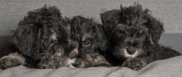 Three Schnauzer Puppies Laying Sofa Close Portrait — Stock Photo, Image