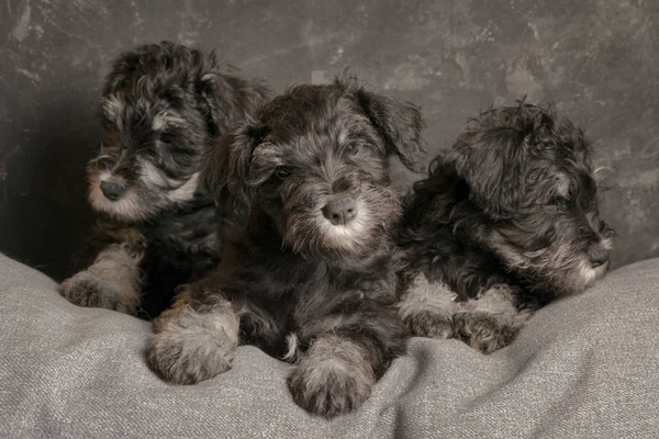 Three Schnauzer Puppies Sitting Sofa Close Portrait — Stock Photo, Image