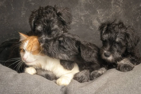 Schnauzer Puppies Ginger Cat Sofa Close Portrait — Stock Photo, Image