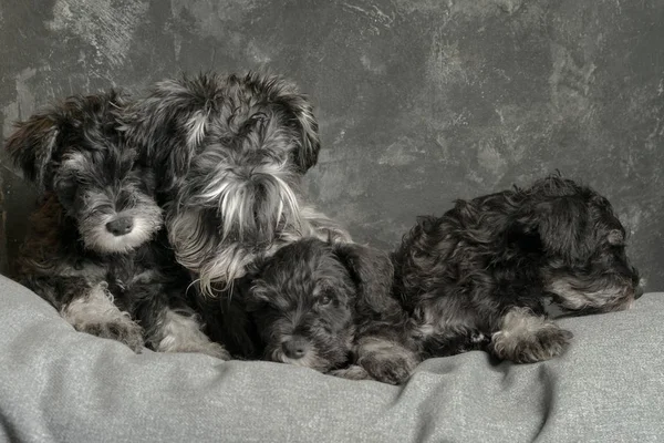 Three Schnauzer Puppies Months Age Mother Sofa Close Portrait — Stock Photo, Image