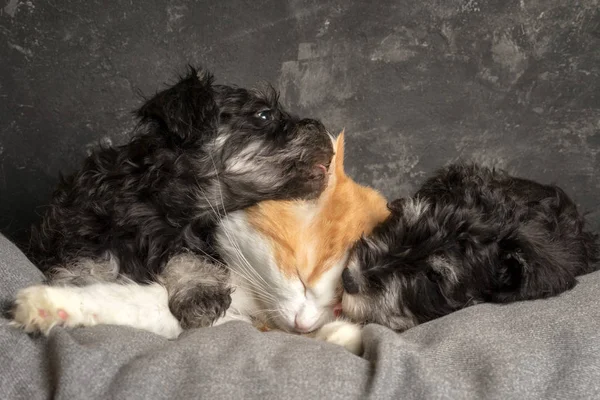 Two Schnauzer Puppies Lick Ginger Cat While Laying Sofa Together — Stock Photo, Image
