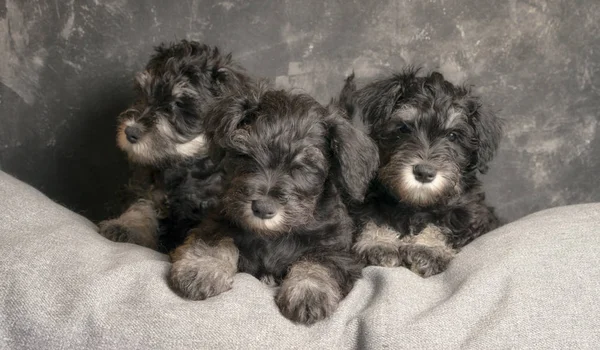 Three Schnauzer Puppies Sitting Sofa Close Portrait — Stock Photo, Image