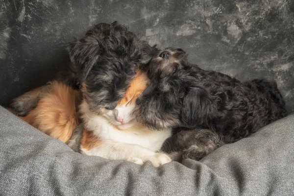 Schnauzer Puppies Ginger Cat Sofa Close Portrait — Stock Photo, Image