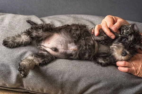 postoperative suture on the puppy's stomach after a surgery for hernia excision.