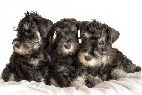 Three Schnauzer Puppies Laying Rug Portrait Isolated White Background — Stock Photo, Image