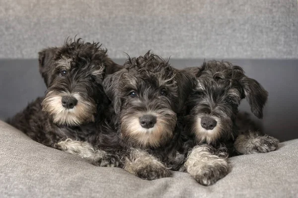 Három Miniatűr Schnauzer Kiskutya Feküdt Kanapén — Stock Fotó