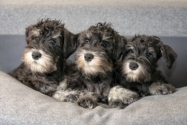 Drie Expressieve Hondengezichten Van Maanden Oude Miniatuur Schnauzer Puppies Kijken — Stockfoto