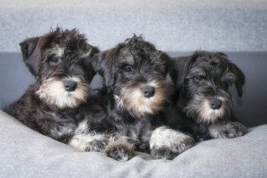 Minyatür schnauzer yavrularının üç anlamlı köpek yüzü beklentileri doğrultusunda bir yöne bakıyor. Minyatür schnauzer yavruları kanepede yatar ve yan bakarlar..