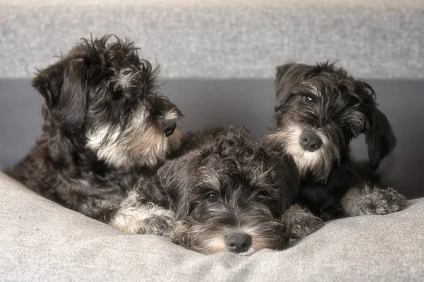 Portrait Three Cute Miniatyre Schnauzer Puppies Laying Sofa — Stock Photo, Image