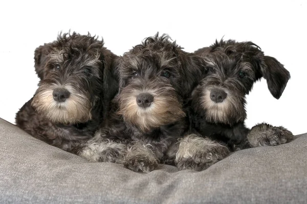 Portrait Three Cute Miniatyre Schnauzer Puppies Laying Sofa Isolated White — Stock Photo, Image