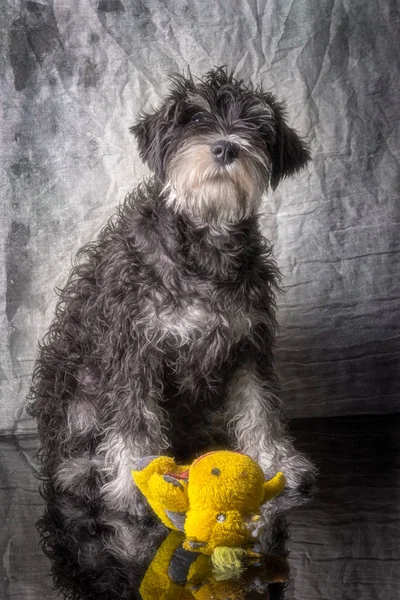 Miniature Schnauzer Puppy Month Old Sits Indoor Toy — Stock Photo, Image