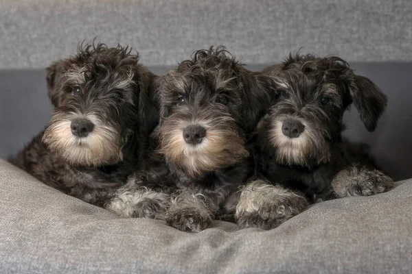 Három Miniatűr Schnauzer Kölykök Feküdt Kanapén — Stock Fotó