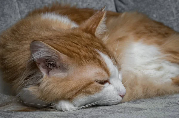 Cute Czerwony Kot Leżący Szarej Kanapie — Zdjęcie stockowe