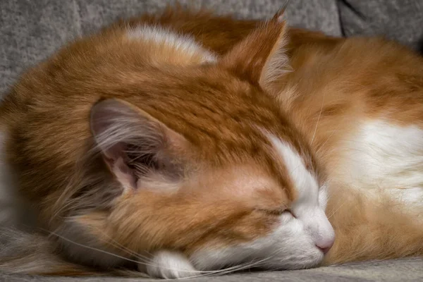 Jeden Słodkie Spać Imbir Kot Oczy Zamknięte Zbliżenie — Zdjęcie stockowe