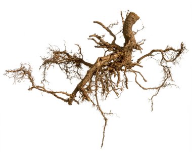 Roots tree isolated on a white background clipart