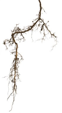 plant root isolated on white background clipart