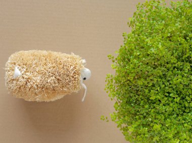 Kuzu çim besleme. Dekoratif koyun.