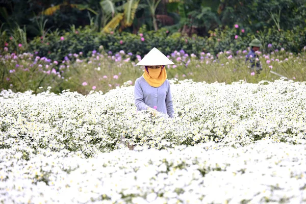 Mujer joven trabajando en su jardín en Hanoi, Vietnam en diciembre 02, 2016 —  Fotos de Stock