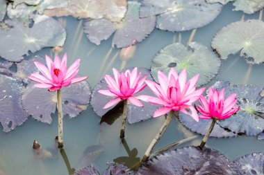 Lotus çiçeği çiçek
