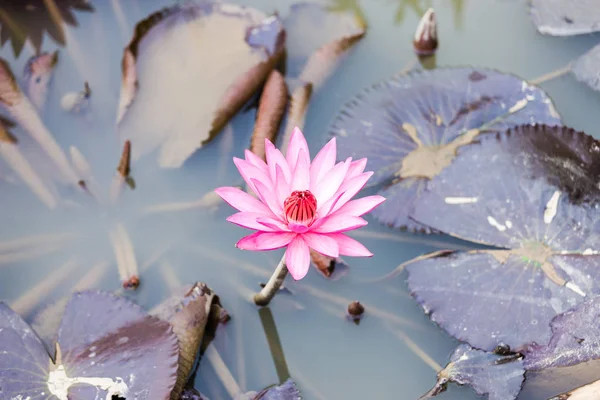 Lotusblütenblume — Stockfoto