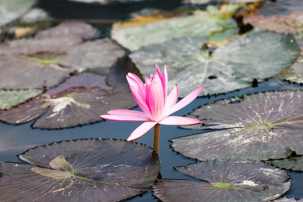 Flor de lótus — Fotografia de Stock